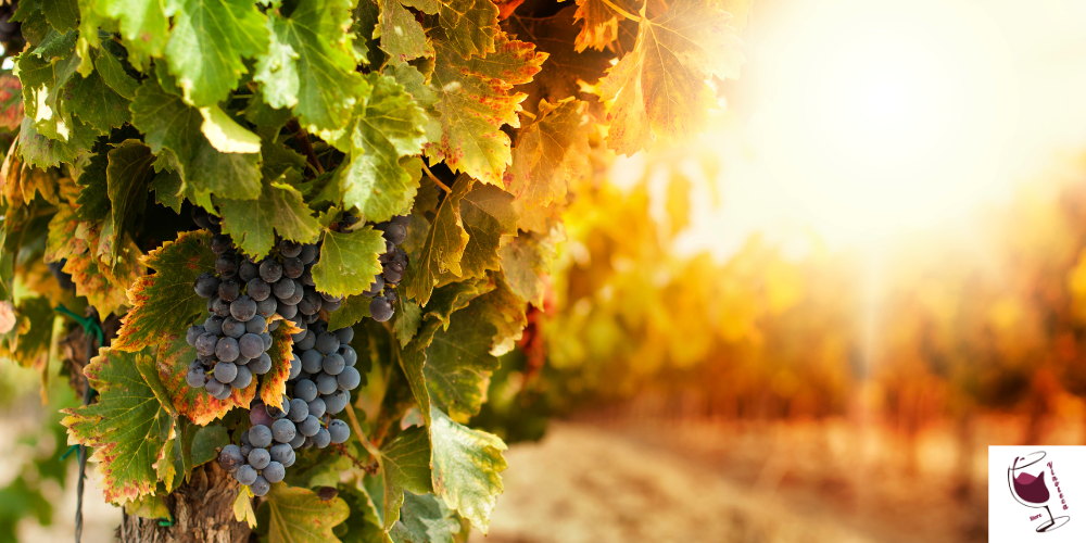 Viticoltura eroica: i custodi dei vigneti dove la fatica diventa stile